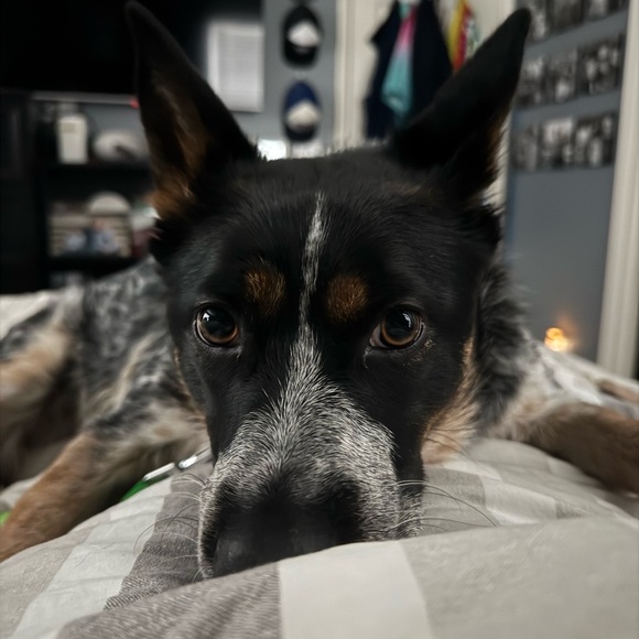 Meet your Posher, Greg. - Picture 3 of 5